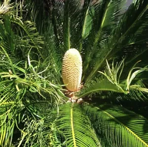 Cycas revoluta maschio ** (1 pianta V20-20x20) - Imagen 1 de 1
