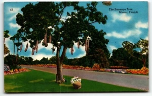 Postcard The Sausage Tree Miami Florida FL Linen UNP - Picture 1 of 2