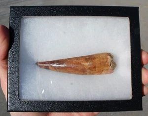 Authentic  3.5" Spinosaurus Tooth in Riker Mount - Picture 1 of 9