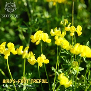 40.000 SAMEN Hornklee Lotus corniculatus Hornschotenklee BIRD'S FOOT TREFOIL 50g - Bild 1 von 3