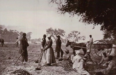 Esclavos liberados plantando batatas plantación de Hopkinson - Postal de la Guerra Civil Foto 1 de 2