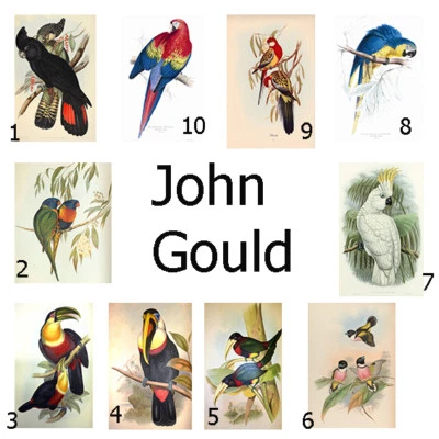John Gould, posters, prints, Australia, vintage  birds parrot art  canvas - Image 1 of 4