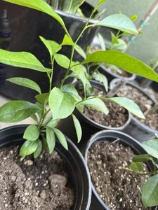 Volkamer Lemon (citrus Volkameriana) Rootstock Seedling- Used as Rootstock - Picture 1 of 3
