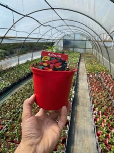 NON DISPONIBILE PIANTA DI PEPERONCINO PICCANTE ADORNO ALTA QUALITÀ VASO 14 - Imagen 1 de 3