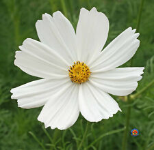 500 Purity White Cosmos Flower Seeds Bipinnatus + Gift