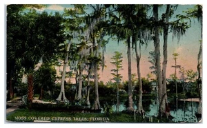 Moss Covered Cypress Trees Florida Swamp Divided Back Postcard c.1910 - Picture 1 of 2
