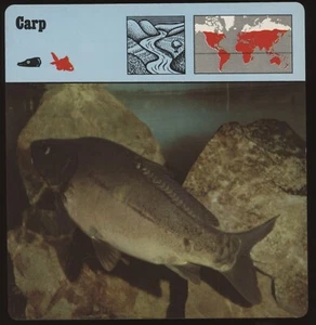 Tarjetas de safari de carpa para conocer peces - Imagen 1 de 1