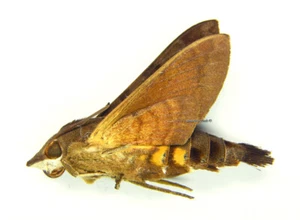 Unmounted Butterfly/Sphingidae - Macroglossum corythus luteata, FEMALE, Thailand - Imagen 1 de 1