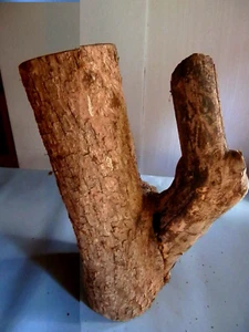 Baumstamm vom Holunderbaum als Dekoration Höhe ca. 40 cm Durchmesser ca.25 cm - Bild 1 von 3