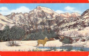 Cartolina CO: giovane capra di montagna delle Montagne Rocciose, lino vintage, non pubblicata - Foto 1 di 2