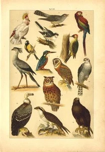 1891 HAUFE CHROMO kingfisher, red macaw, pink osprey, eagle, cockatoo, owls, ... - Picture 1 of 3