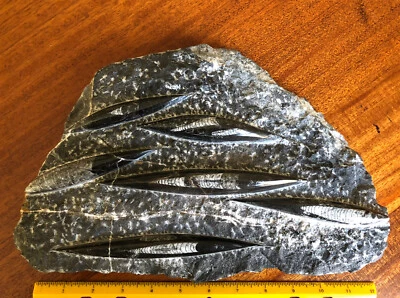 Large Orthoceras Fossil Plate Specimen with 6 Polished Spears 9" x 12" - Image 1 of 4