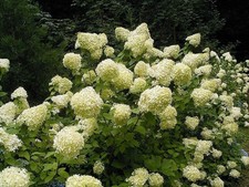 50 PEE GEE HYDRANGEA Paniculata Peegee Panicle White Pink Flower Shrub Seeds