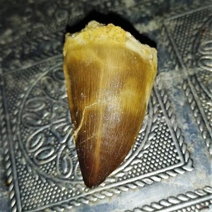grande dente pietrificato mosasauro dinosauro mosasauro dinosauro n.A Tooth fossil - Foto 1 di 2
