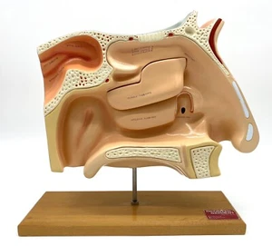 Vintage Denoyer Geppert Anatomical Human Sinuses Model 0950-00 On Pivoting Base - Picture 1 of 16