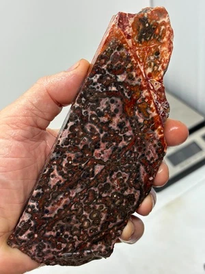Orbicular Leopard Skin Jasper Slab Lapidary Cabbing Carving Combo Ship Avail - Image 1 of 4