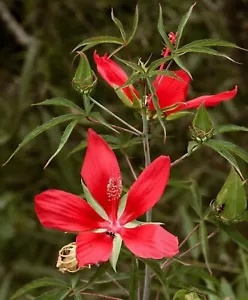 HIBISCUS COCCINEUS, MALVA ROSA ESCARLATA - Imagen 1 de 4