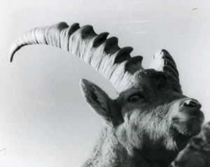 Italy Gran Paradiso National Park Alpine ibex Amateur Wildlife Photography 1970s - Imagen 1 de 3