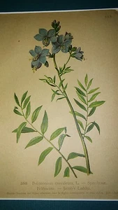 1901 Antique Switzerland Chromo Lithograph Botanical Print of Jacobs Ladder - Picture 1 of 5