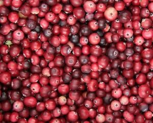 20 x American Cranberry seeds  (vaccinium macrocarpon)