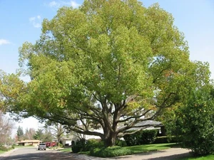 🌱 Cinnamomum Camphora Tree 10 Seeds Camphor Laurel, Medicinal Camphorwood 🌱 - Picture 1 of 4