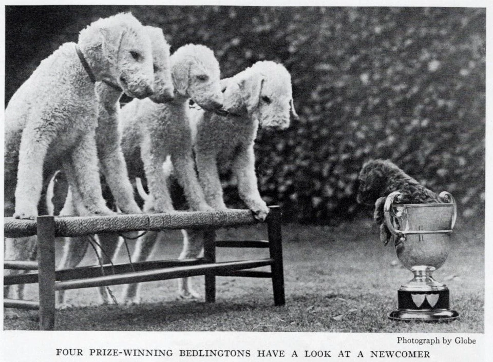 Bedlington Terrier w/ "Pup in Cup" - CUSTOM MATTED - 1936 Dog Art "Photo Print" - Image 1 of 1