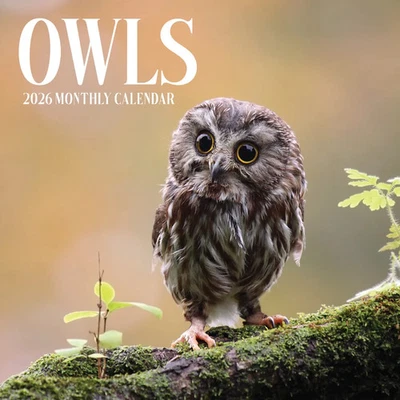 Owls 2026 | 12" x 24" Owl Wall Calendar 12 Month | Marble City Press