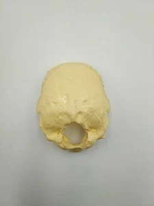 Life Size Human Occipital Bone Anatomical Model Skull Bone - Picture 1 of 2