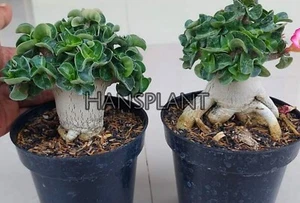Adenium DHA Lottus Tower Rare Adenium with Phytosanitary - Picture 1 of 2