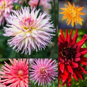 Dahlia- Cactus Flowered Mix, 50 seeds | TSC: Heirloom & OP seeds, non-GMO, Untre - Picture 1 of 1