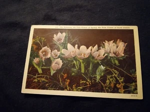 Die Anemone Die erste Blume des Frühlings South Dakota - alte Postkarte - Bild 1 von 2