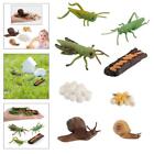 Simulation Grasshopper / Snail Growth Kids Early Biology Toys Role Play