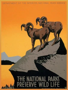 Quality POSTER.Wild Life Ram Goats.Room Home wall Decoration art print.q670 - Picture 1 of 1
