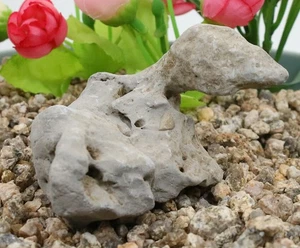 Viewing stone suiseki-scholar rock Ying stone dinosaur Rockery bonsai J250 - Picture 1 of 5
