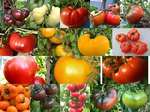 Beefsteak Tomatoes, Oxheart, Brandywine, Cherokee Purple, Black Krim, Many More - Picture 1 of 16