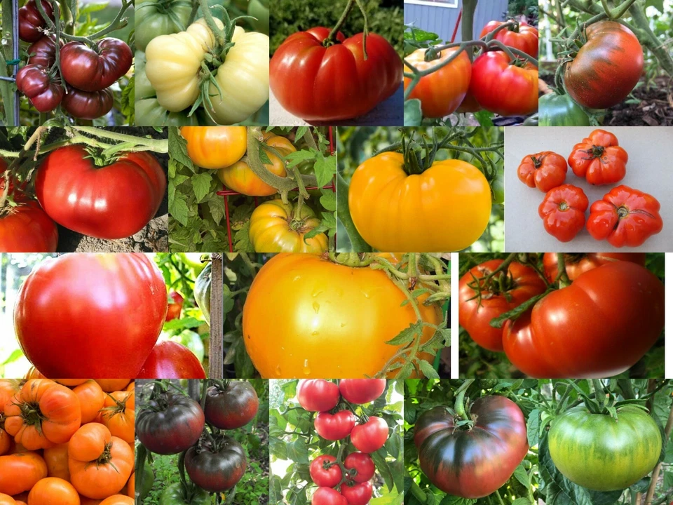 Beefsteak Tomatoes, Oxheart, Brandywine, Cherokee Purple, Black Krim, Many More - Image 1 of 1