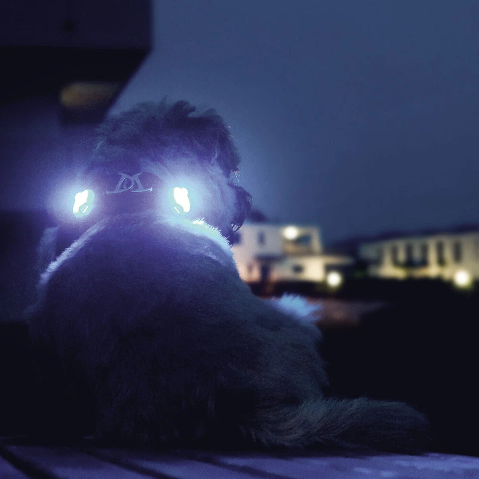 Ultra Bright LED Dog Collar /Harness light Curli 1336 Luumi  M192 Free P&P *sale - Image 1 of 3
