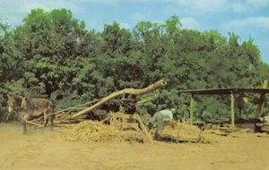 Postal EE. UU.: Fabricación de melaza de sorgo en el sur, cromo, sin publicar - Imagen 1 de 2