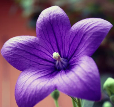 Platycodon grandiflorus (Chinese Balloon Flower) 100-5000 SEEDS •Garden Plank UK - Image 1 of 3