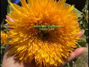 SUNFLOWER TEDDY BEAR SEEDS+20+ WITH FREE MARIGOLD SEEDS π» - Picture 1 of 7