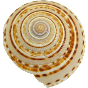 8 conchas de reloj de sol 1,25-1,5" (juego de 8) - Imagen 1 de 1