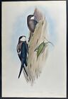 Gould, Australia - Australian Spine-tailed Swallow. 10 - 1840 Antique Lithograph