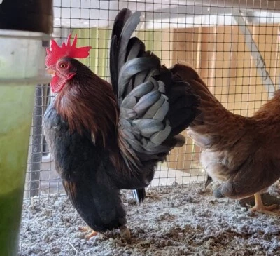 4 Micro, A & B 100% Pure Serama Hatching Eggs