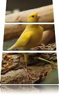 Petit Vigilant Canaries 3-Teiler Image de Toile Décoration Murale