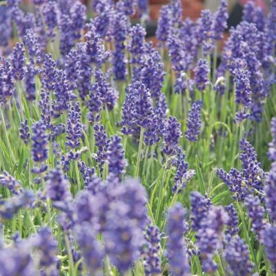 Lavender Blue Fragrance Seeds Grow Your Own Flowers Simply Garden - Image 1 of 2