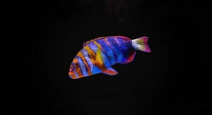 Harlequin Tusk Live Saltwater 5 to 6" - Picture 1 of 1