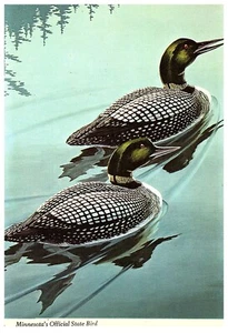 Cartolina Continentale Ufficiale di Stato del Minnesota Bird the Loon - Foto 1 di 2