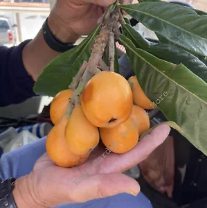 Tropical Japanese Chinese Plum BIG JIM Golden Loquat Fruit Tree Starter Plants - Picture 1 of 5