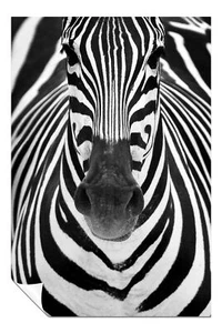 Black & White Zebra Close Up Artistic Poster Wall Art Home Decor - Picture 1 of 4