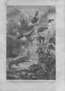 Galapagos Vögel Archipel Galapagos Ecuador Holzschnitt 1860 - Bild 1 von 1